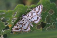 Nymphula nitidulata
