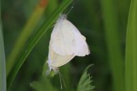 Pieris rapae