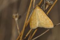 Sitochroa verticalis