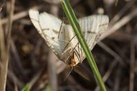 Aspitates ochrearia
