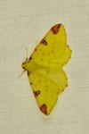 Opisthograptis luteolata