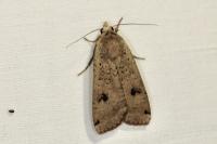 Noctua pronuba