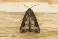 Agrotis ipsilon