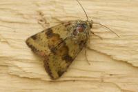 Heliothis viriplaca