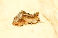Ptilodon cucullina
