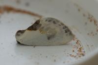 Cilix glaucata