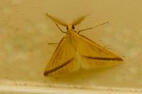 Rhodometra sacraria