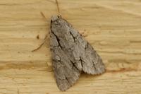Acronicta psi/tridens