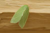 Bena bicolorana