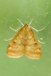Ostrinia nubilalis