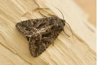Thalpophila matura