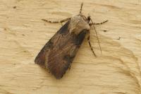 Agrotis puta
