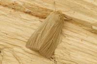Mythimna pallens