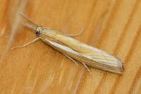 Agriphila tristella