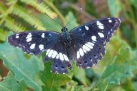 Limenitis reducta
