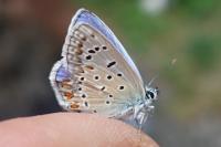 Polyommatus icarus