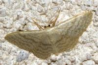 Idaea subsericeata