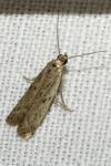 Phycitodes