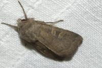 Xestia xanthographa