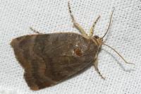 Noctua janthe/janthina