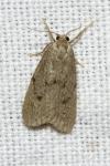 Apaidia mesogona