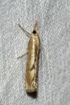 Agriphila geniculea