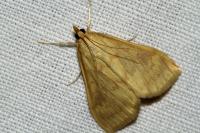 Ostrinia nubilalis