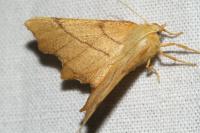 Ennomos erosaria
