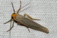 Manulea complana