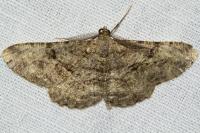 Peribatodes rhomboidaria