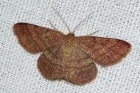 Scopula rubiginata