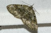 Cleorodes lichenaria