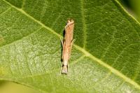 Agriphila geniculea