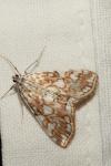 Elophila nymphaeata