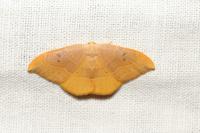 Watsonalla binaria