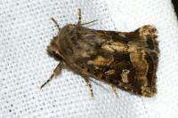 Luperina dumerilii