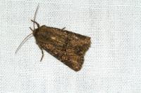 Luperina testacea