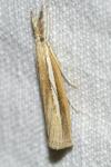 Agriphila selasella