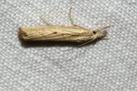 Agriphila inquinatella
