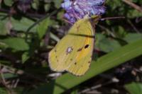 Colias crocea