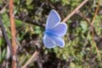 Polyommatus icarus