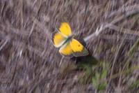 Colias crocea