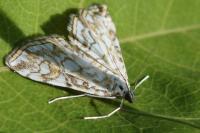 Elophila nymphaeata