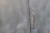 Agriphila inquinatella