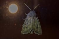 Luperina testacea