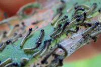 Aglais io