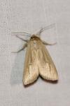 Mythimna pallens