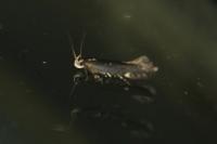 Stomopteryx flavipalpella