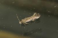 Stomopteryx flavipalpella