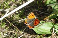 Lycaena phlaeas